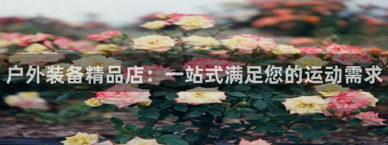新宝gg盈亏